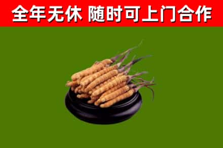 大同市回收冬虫夏草