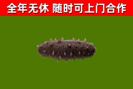 大同市回收海参干